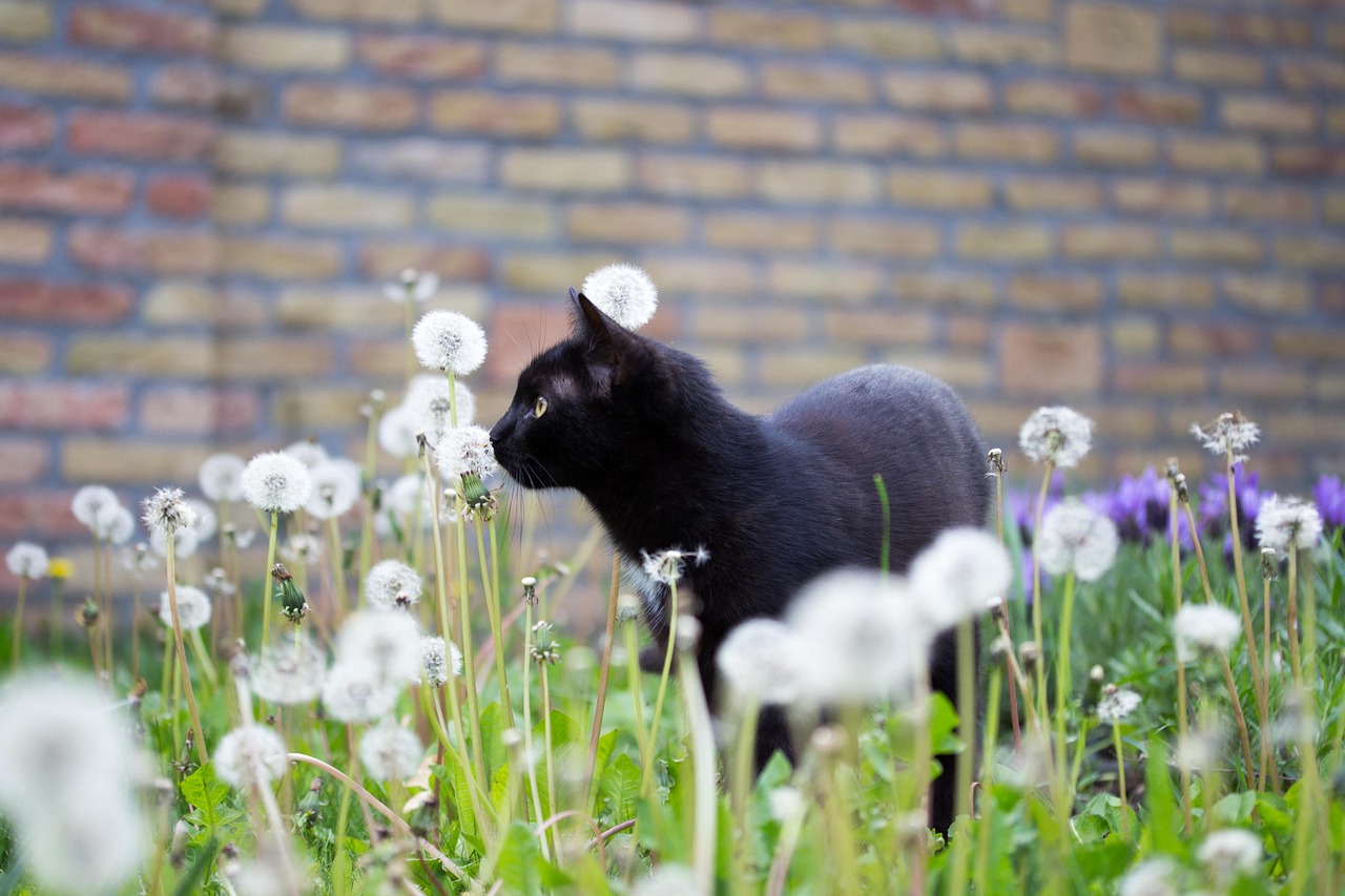 黑猫动漫，奇幻之旅探索魅力世界